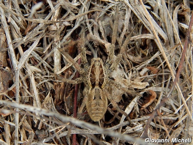 Serie di Araneae del Parco del Ticino